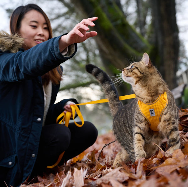 Harnais aventure pour chats, Fleur de souci