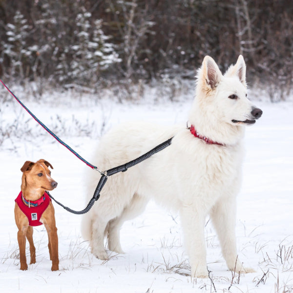 Coupleur élastique pour chien noir