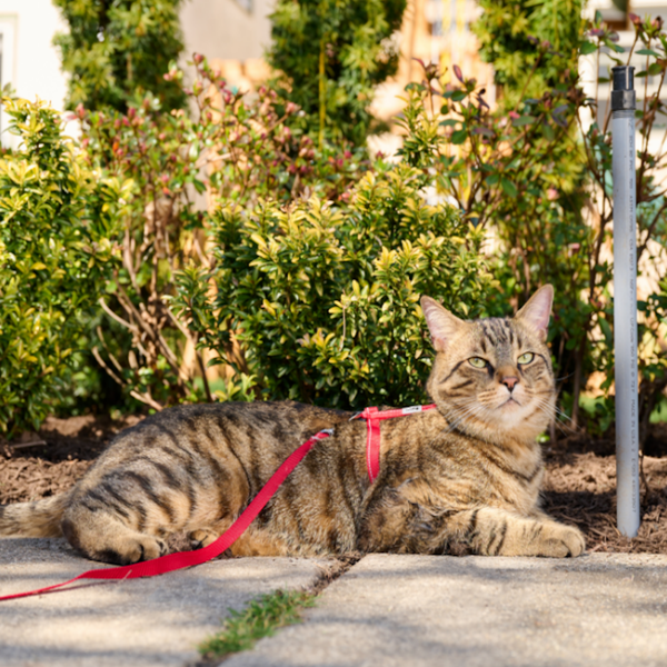 Harnais de base pour chats, Azalée
