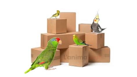 Les déménagements et vos oiseaux