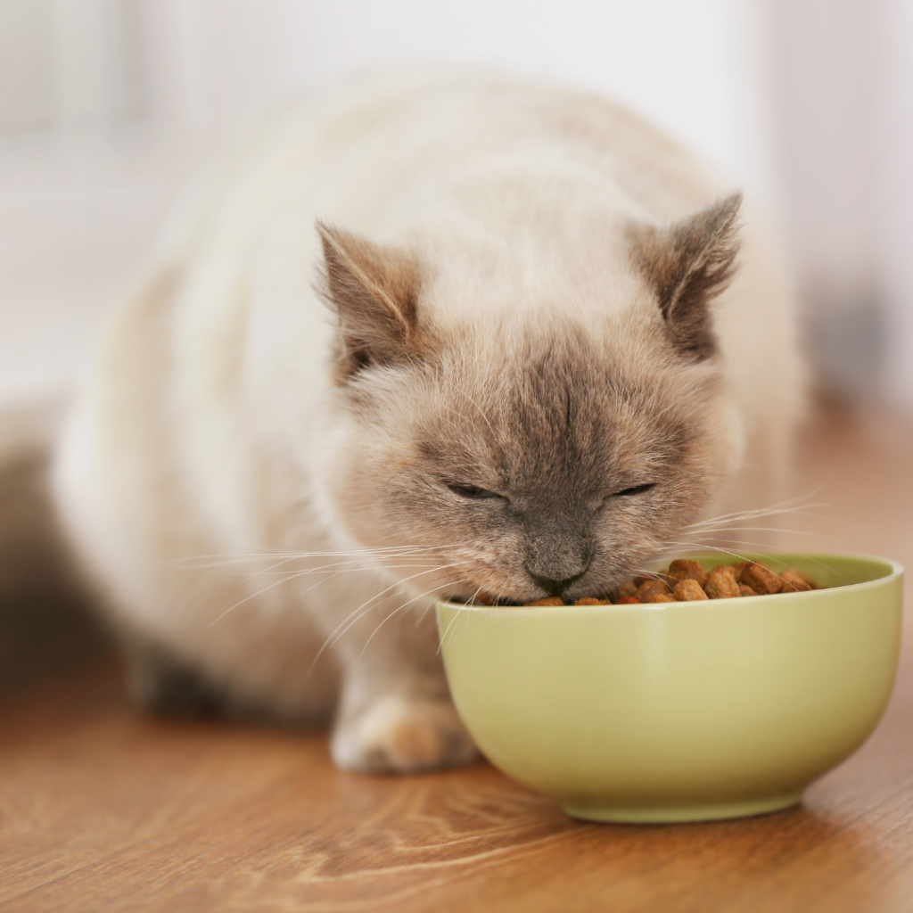 Conseils pour faire perdre du poids à votre chat. L