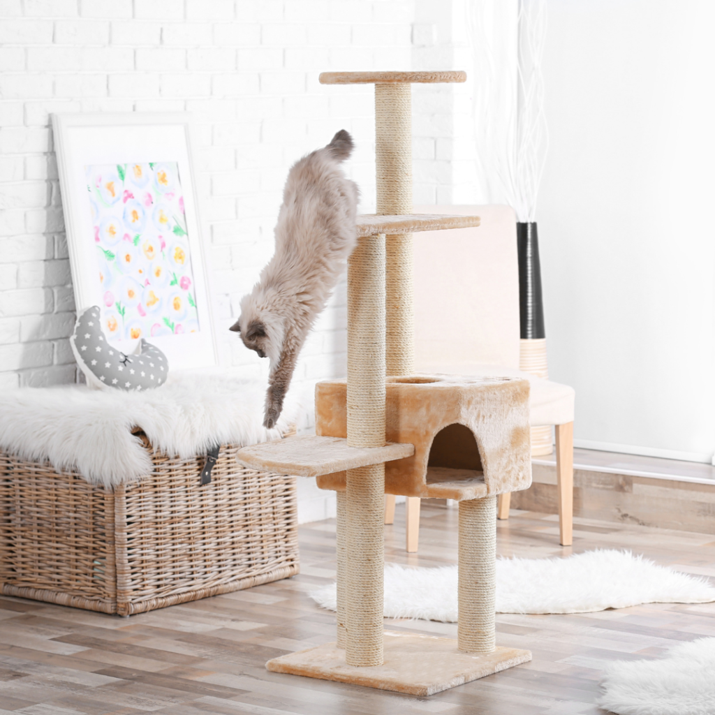 Conseils pour faire perdre du poids à votre chat. L