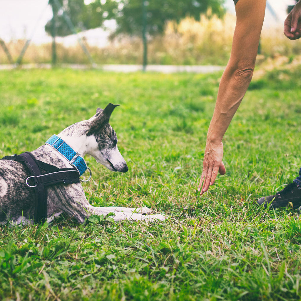 Comment faire perdre du poids à mon chien L