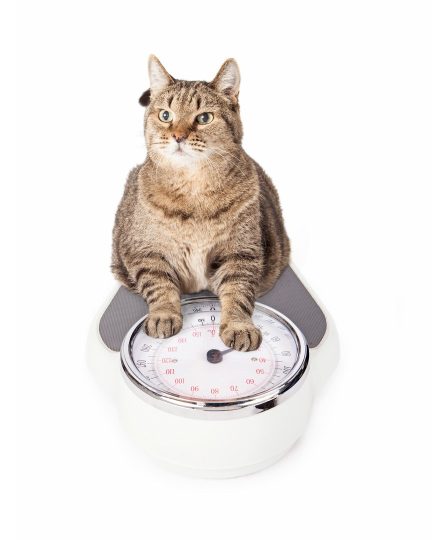 Conseils pour faire perdre du poids à votre chat.