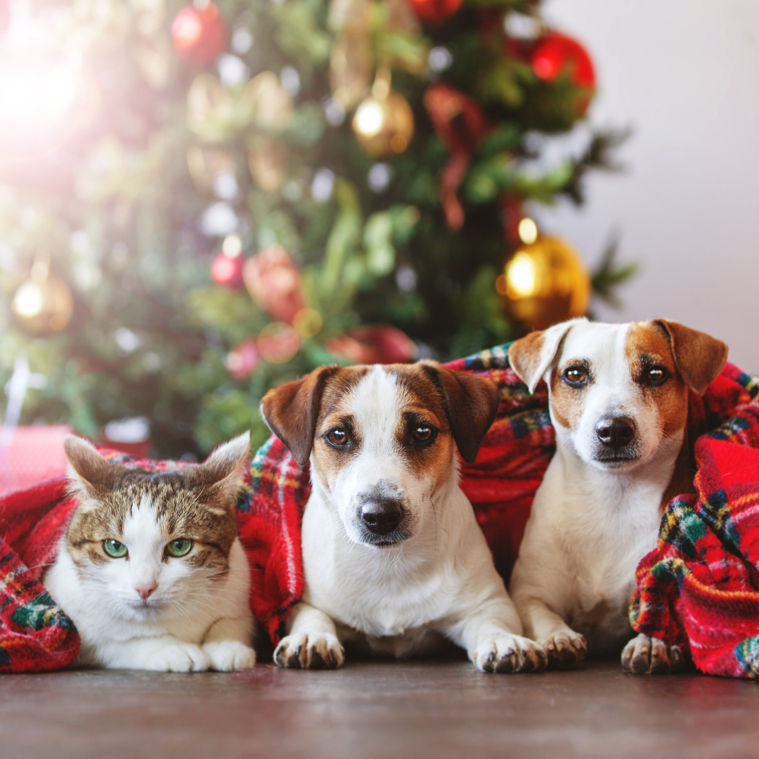 Idées pour vos bas de Noël pour chiens et chats